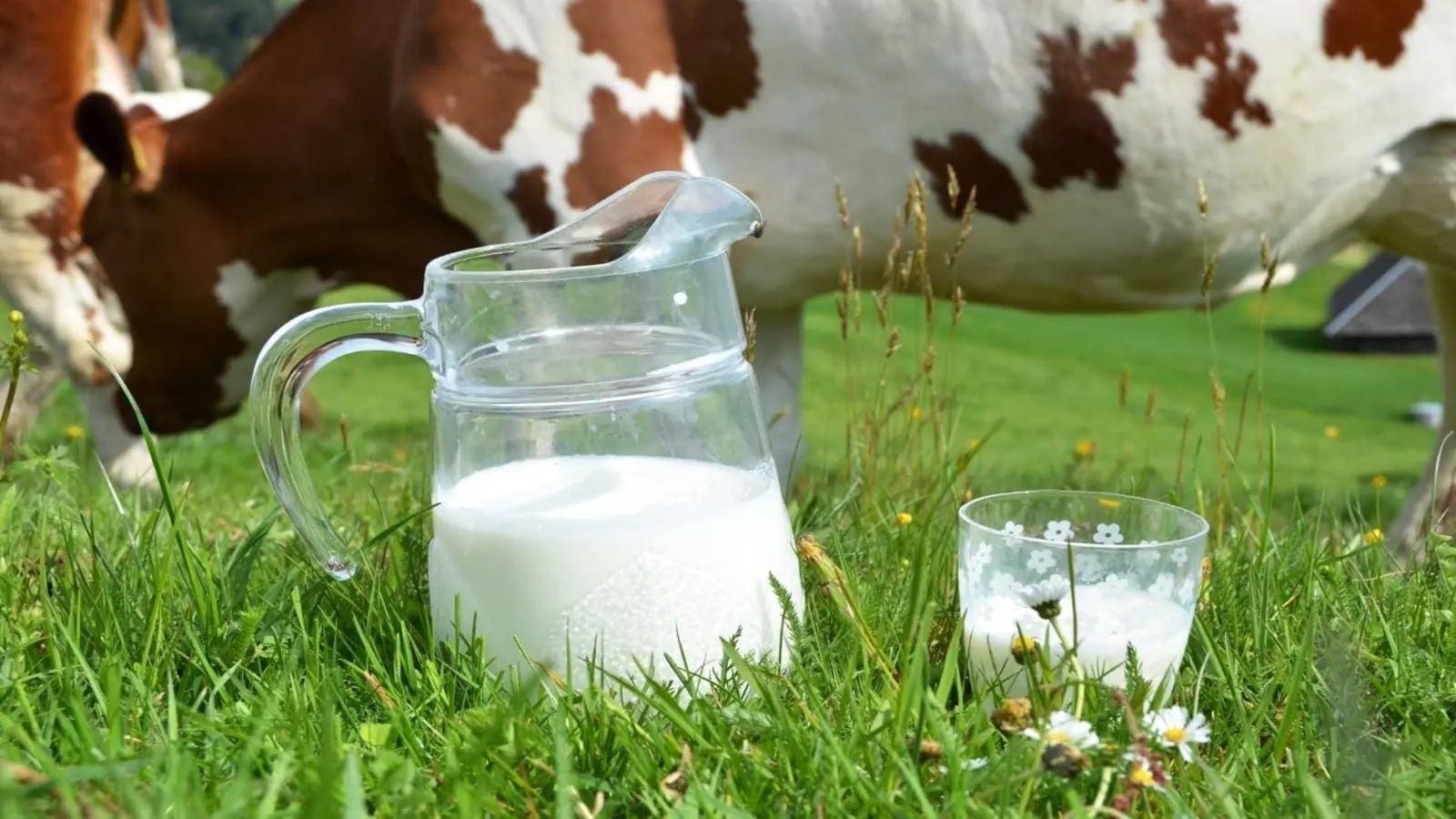 Thumbnail for FTC urges regulatory action to enhance competition in US infant formula market