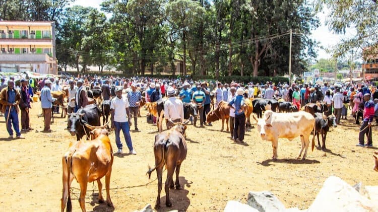 Thumbnail for Israeli startup Better Pulse introduces cowpea milk as a sustainable dairy alternative