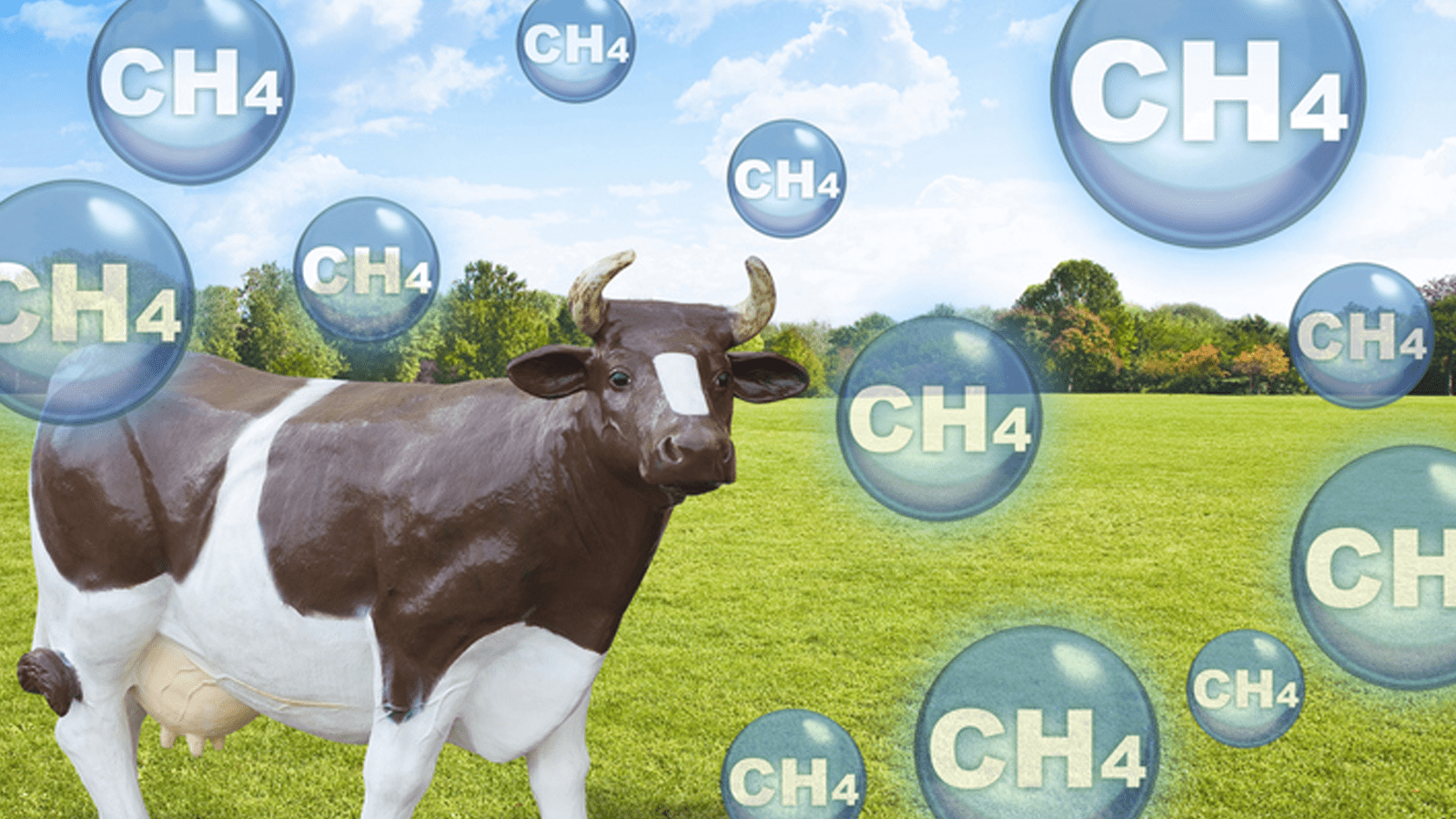 Thumbnail for Methane emissions from dairy farms higher than previously estimated, new study reveals