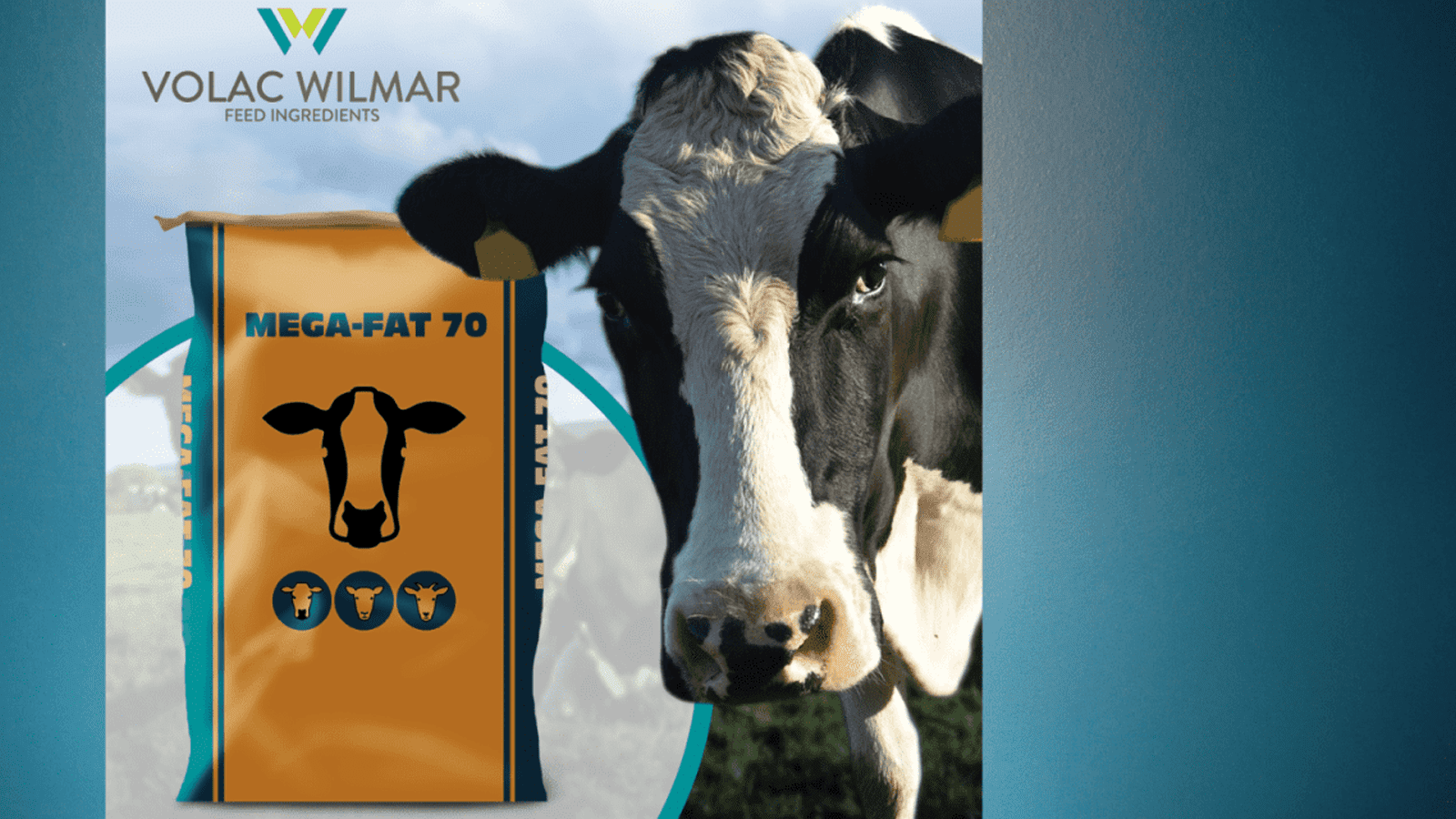 Thumbnail for Volac Wilmar launches Mega-Fat 70 to boost dairy cow nutrition  