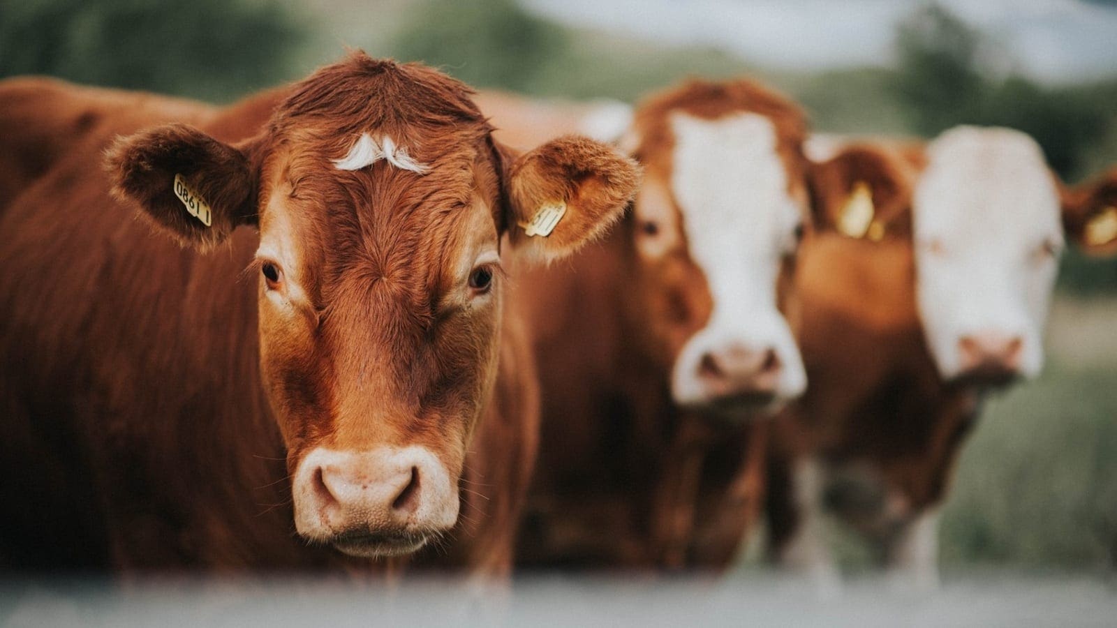Thumbnail for Kenya Ministry of Agriculture and Livestock develops new regulations in livestock industry