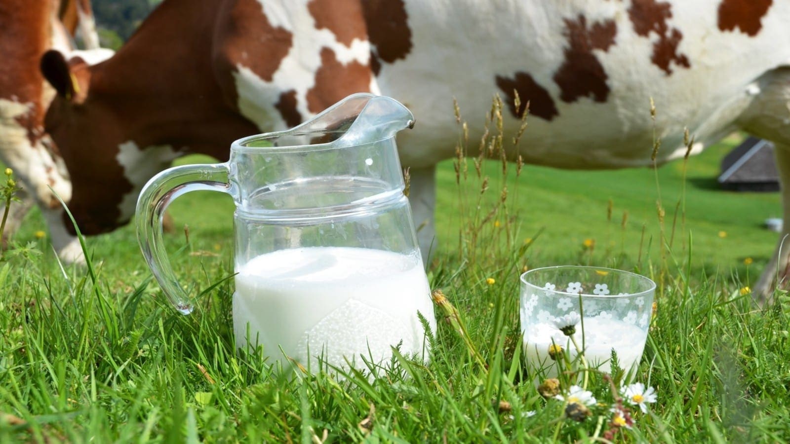 Thumbnail for Ethiopia outlines 4-year plan to raise national dairy production to 10.3bn litres