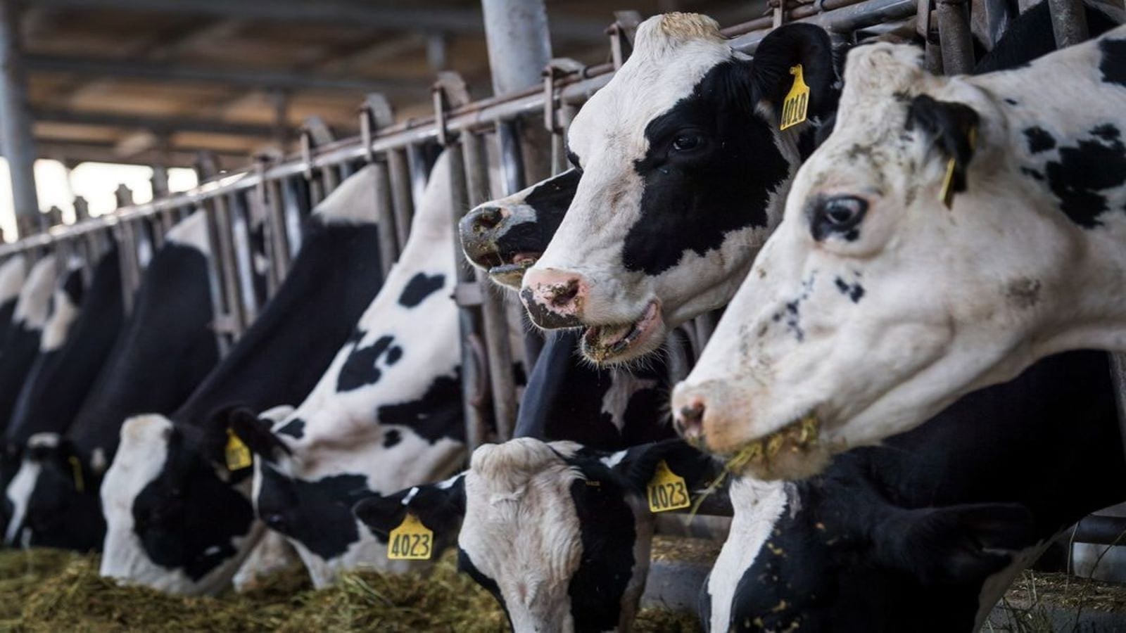 Thumbnail for Danone Egypt cuts milk losses by 70% in ambitious sustainability push