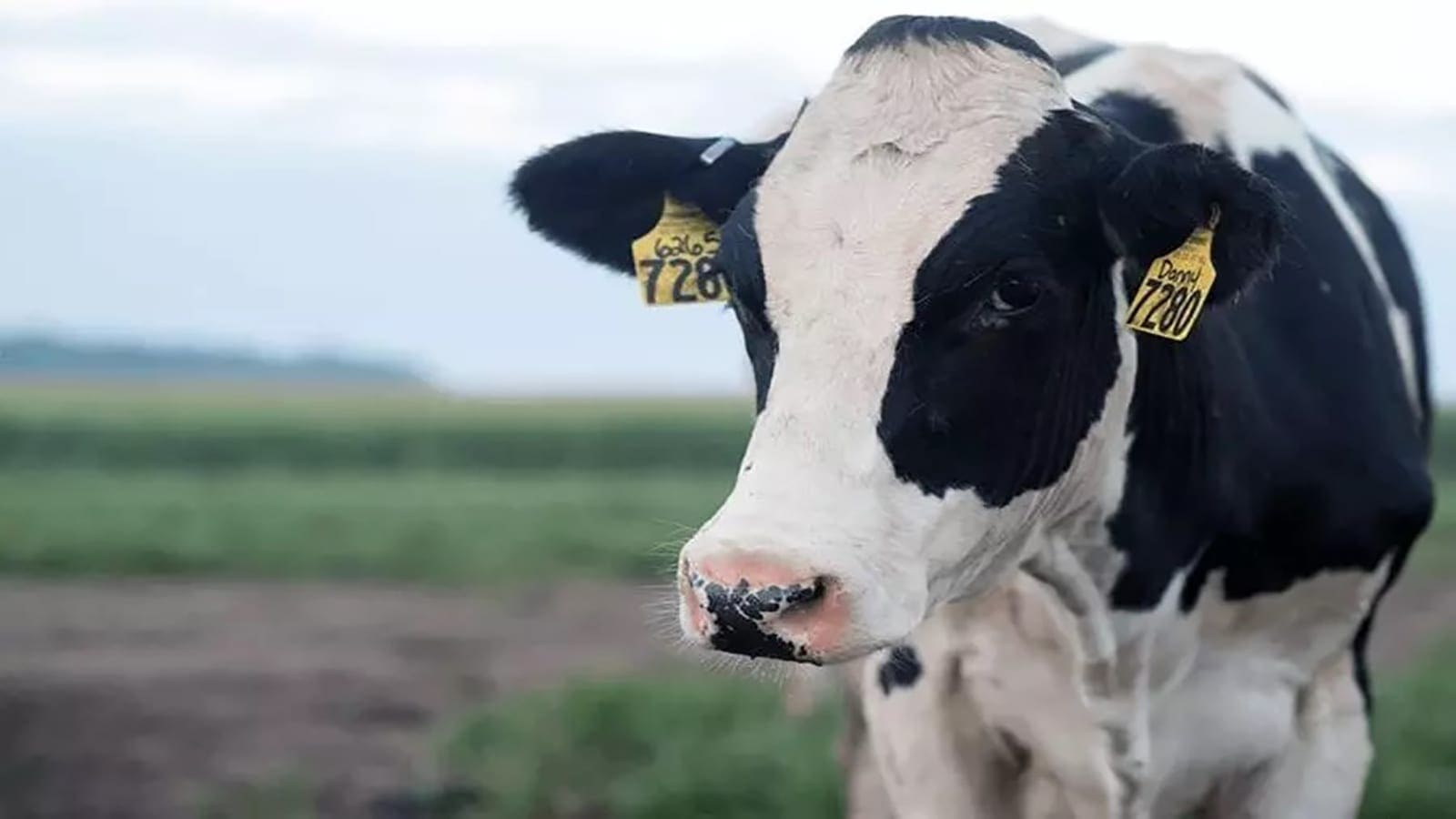 Thumbnail for Tanzania sets aside 65,215ha for dairy industry development, urges youth to venture into livestock keeping
