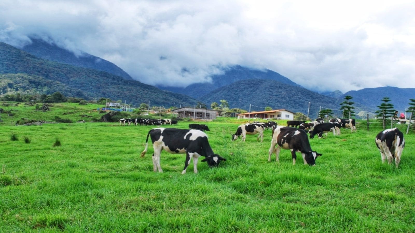 Thumbnail for Dairy farmers in Kenya to form a union to help overcome constraints in the dairy sector