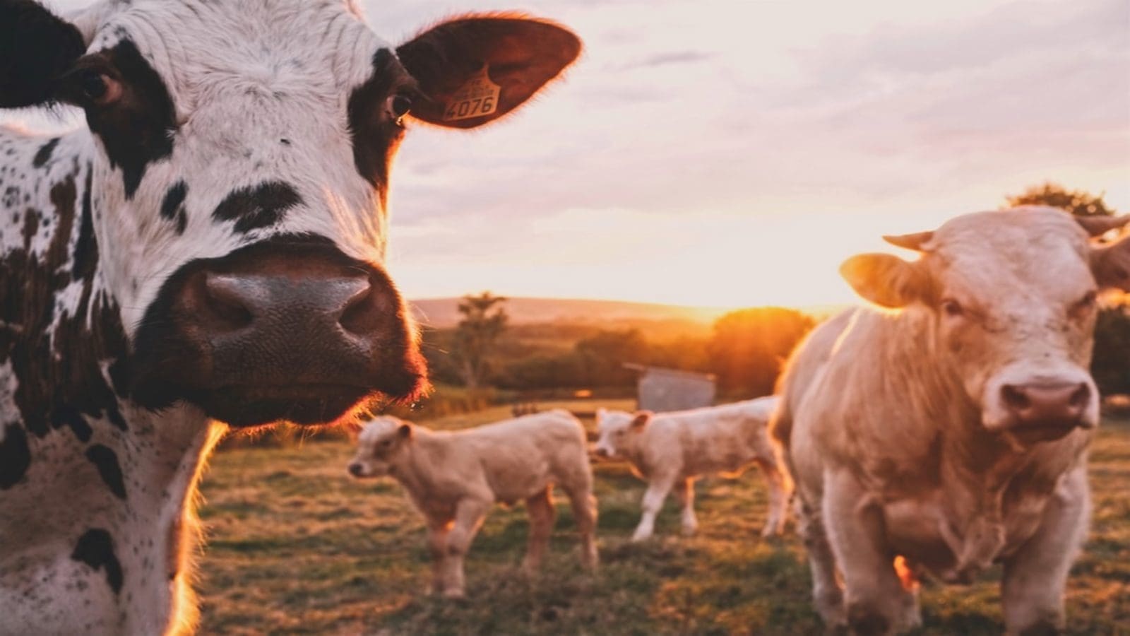 Thumbnail for Rwanda implements interventions to bolster milk production during dry seasons