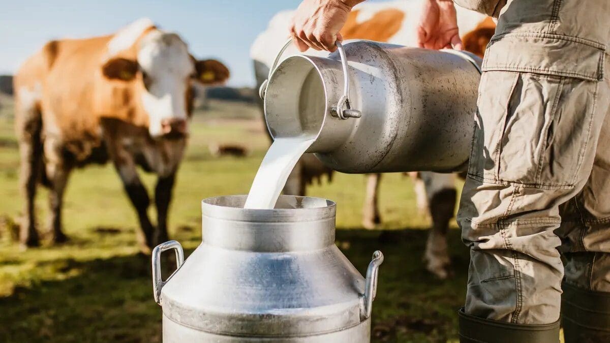 Thumbnail for Tanzania to revamp ailing Njombe Milk Factory Company